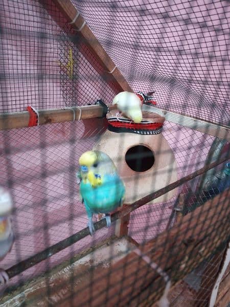 budgies breeder pair with cage 6