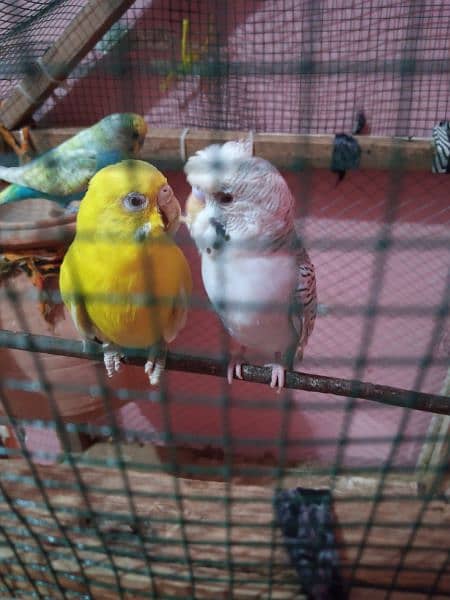 budgies breeder pair with cage 7
