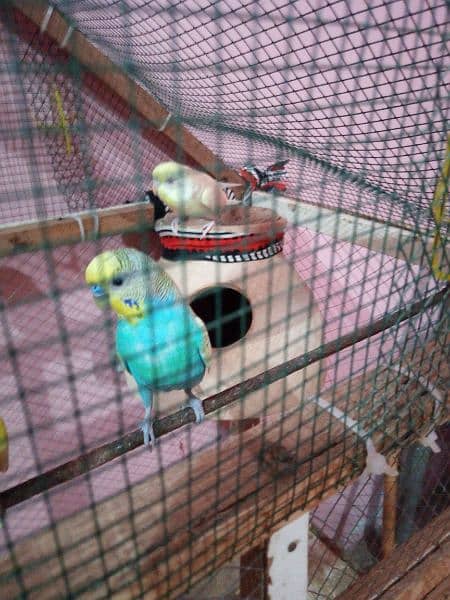 budgies breeder pair with cage 8