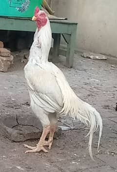 white Aseel or Kili taji Brown female ka 2 chicks for sale ha