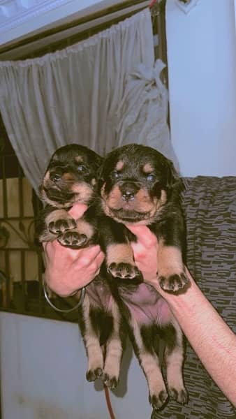 German Rottweiler female puppies 7