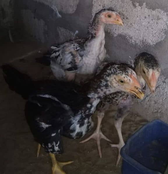 Qandhari Sindhi Chicks 1