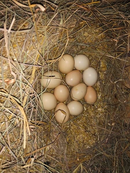 Aseel pathy chicks Egg 7