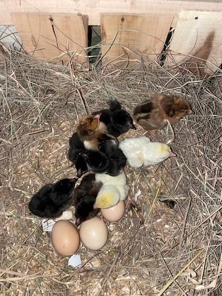 Aseel pathy chicks Egg 8