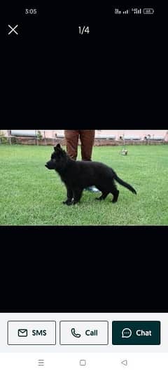 black German Shepherd puppies