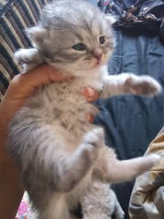 1 Month Triple coated Persian kitten