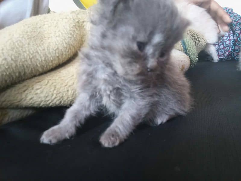 1 Month Triple coated Persian kitten 1