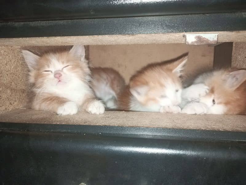 Siberian cute 2 tone fluffy kittens almost 2 months 2