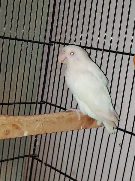 albino red eye female 3