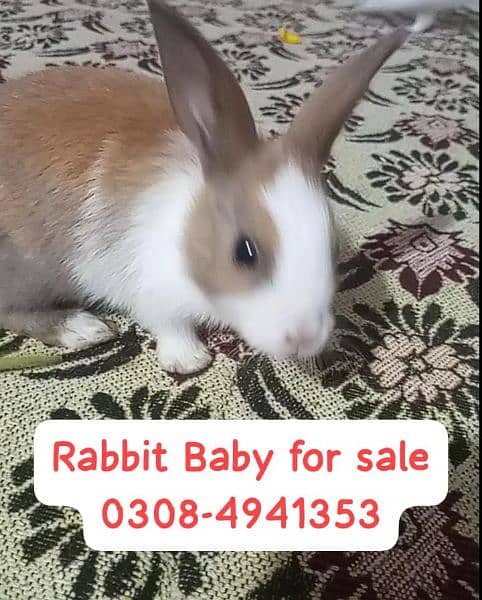 Rabbit Babies and Breeders for sale 11
