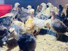 Golden/Silver/Misri Chicks / pathi/Murgi/Australorp/lohmans/Desi hen 0