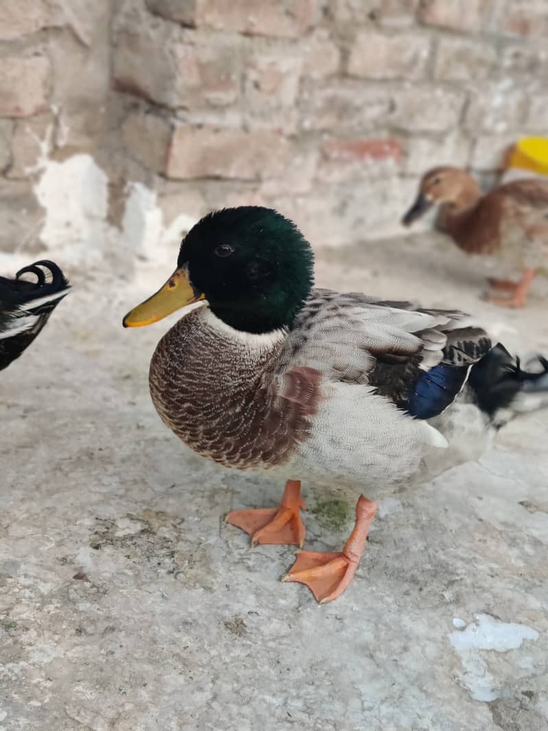 Duck For Sale 0