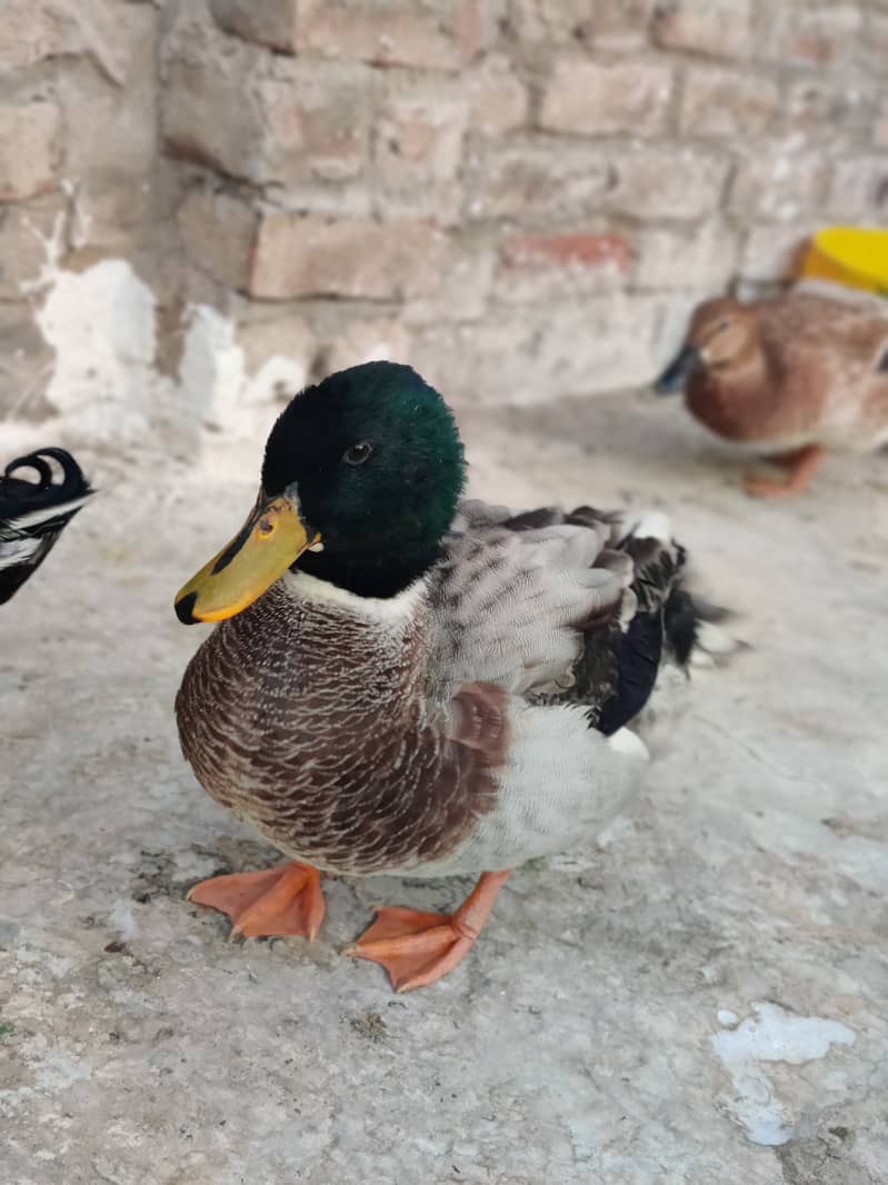 Duck For Sale 1