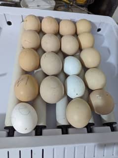 Black O Shamo fertile Eggs with moneyback guarantee 0