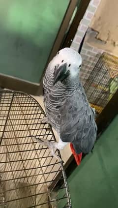 03226913557cal wathsap African gerry parrot arjunt for sale