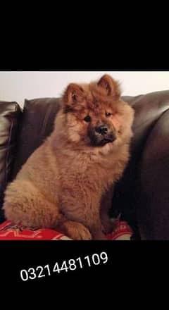 Chow Chow Puppy 0