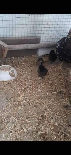 Aseel hen with 5 chicks