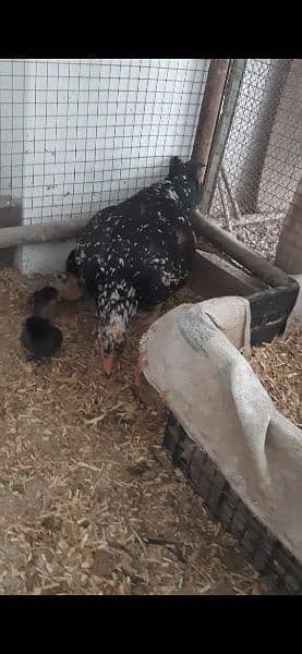 Aseel hen with 5 chicks 1