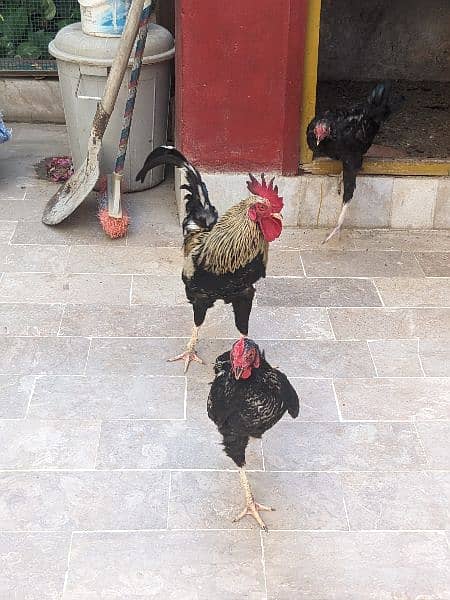 2 Desi Leghorn Murghay 1