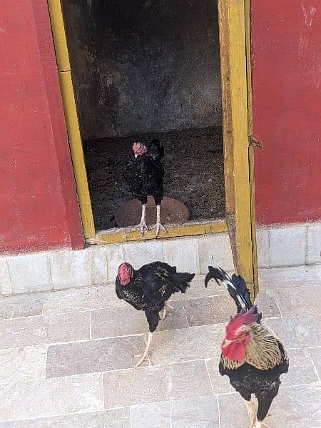 3 Desi Leghorn Murghay 2