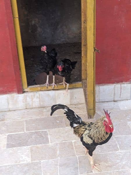 2 Desi Leghorn Murghay 4