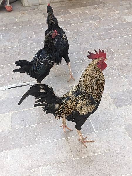 2 Desi Leghorn Murghay 5