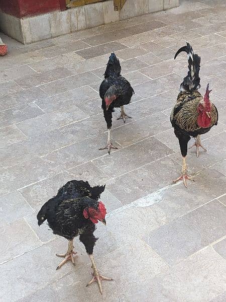 3 Desi Leghorn Murghay 5