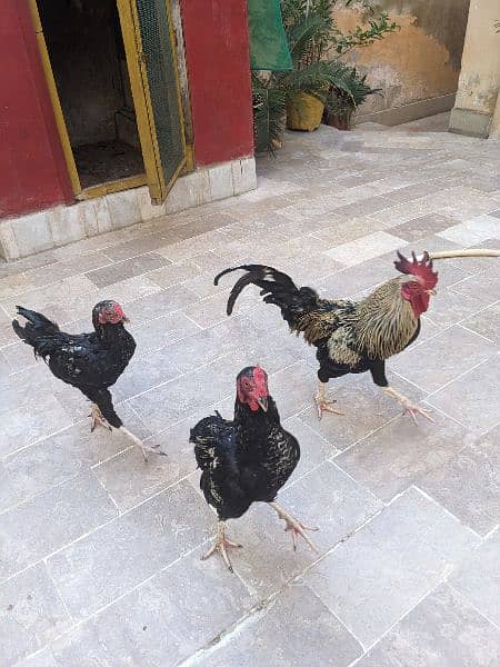 3 Desi Leghorn Murghay 7