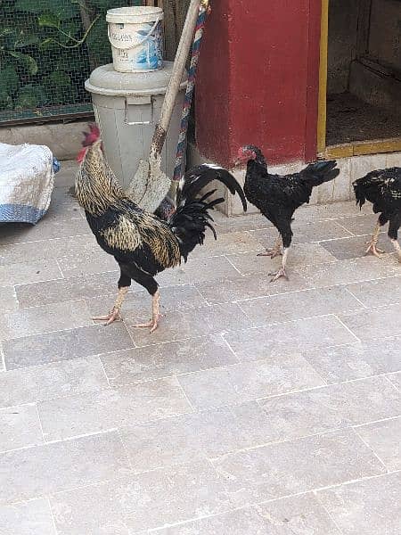 3 Desi Leghorn Murghay 9