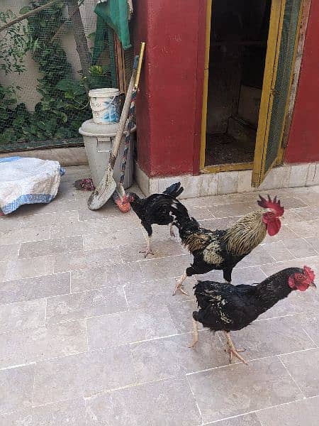 3 Desi Leghorn Murghay 10