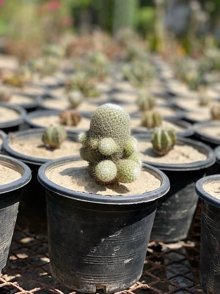 Cactus 0
