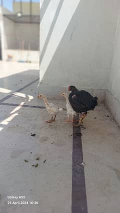 Heera aseel chick for sell urgent sell hy Each 1600