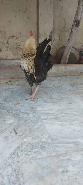 golden buff cross rooster for sale 1