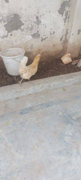 golden buff cross rooster for sale 4
