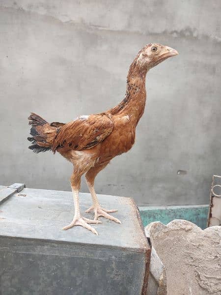 Hen for sale 3