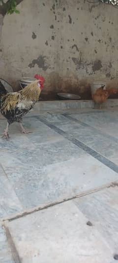 golden buff cross rooster and desi hen for sale