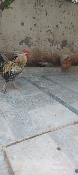 golden buff cross rooster for sale 0