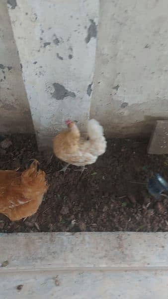 golden buff cross rooster for sale 5
