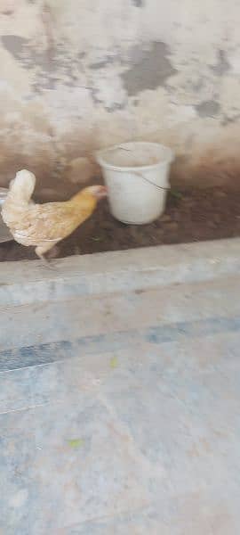 golden buff cross rooster for sale 6