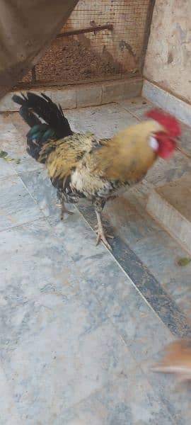 golden buff cross rooster for sale 8