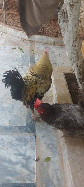 golden buff cross rooster for sale 9
