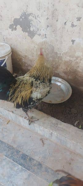 golden buff cross rooster for sale 12