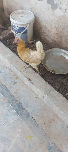 golden buff cross rooster for sale 14