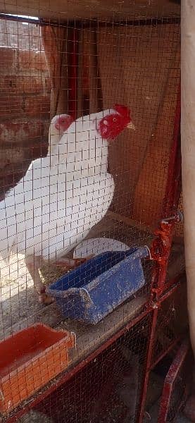 Hera white chick 1800 lasani chick 1. piece 1100 o3o1,71o4771 cal wt ap 3