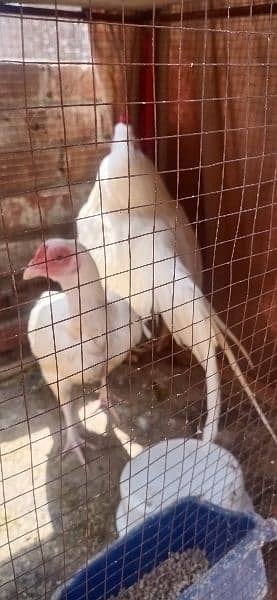 Hera white chick 1800 lasani chick 1. piece 1100 o3o1,71o4771 cal wt ap 4