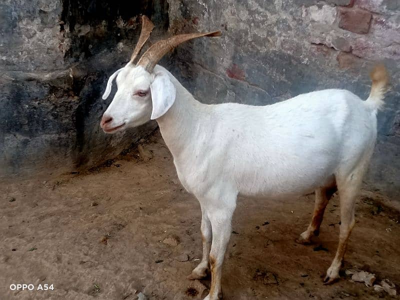 Goat for sell(sindi) 0