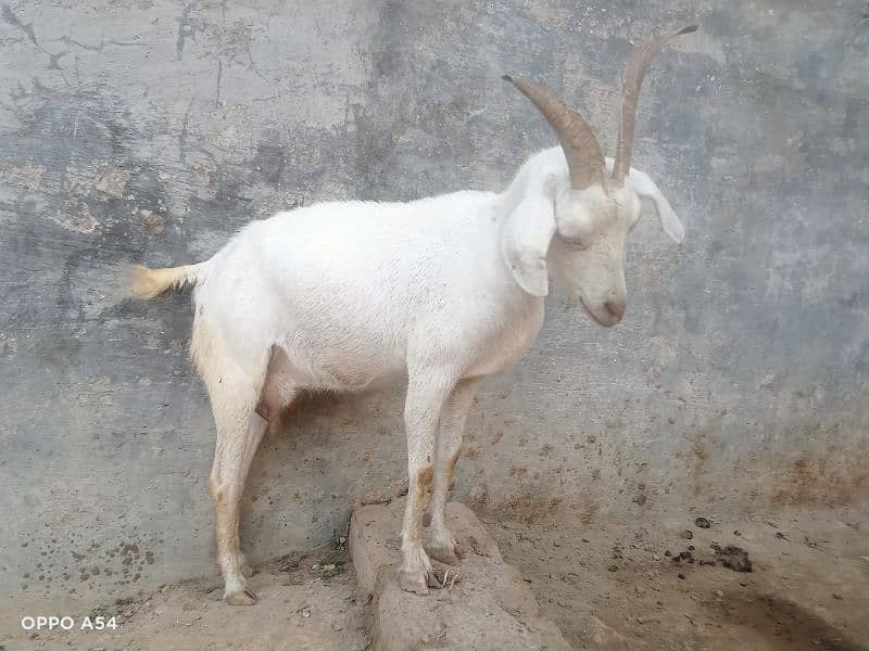 Goat for sell(sindi) 1