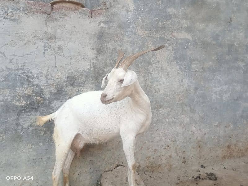 Goat for sell(sindi) 2
