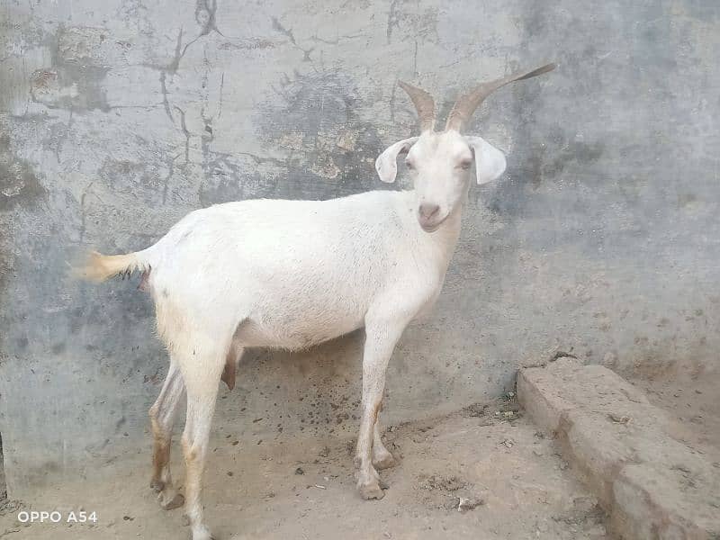 Goat for sell(sindi) 3