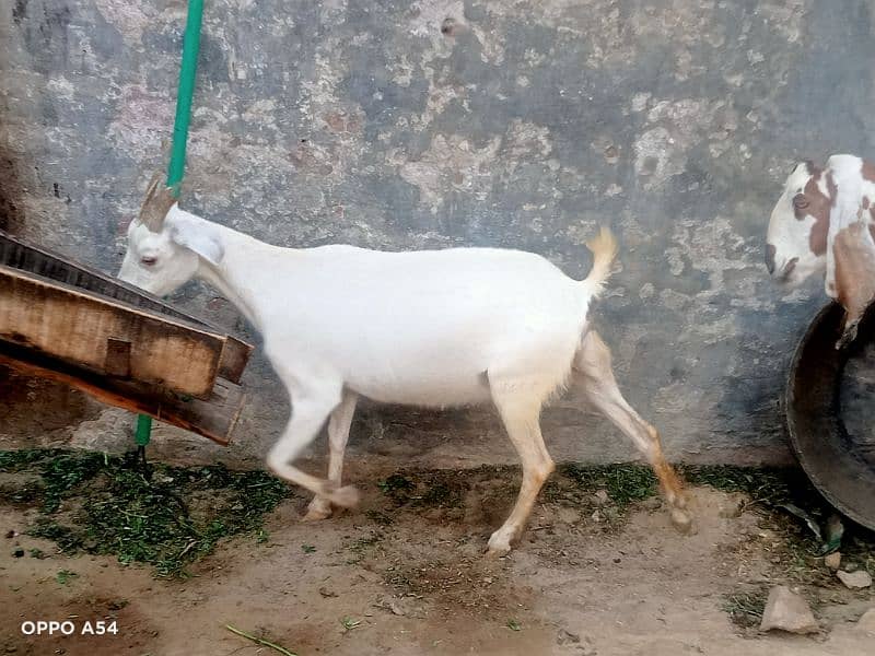 Goat for sell(sindi) 4